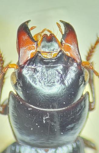 Acinopus megacephalus